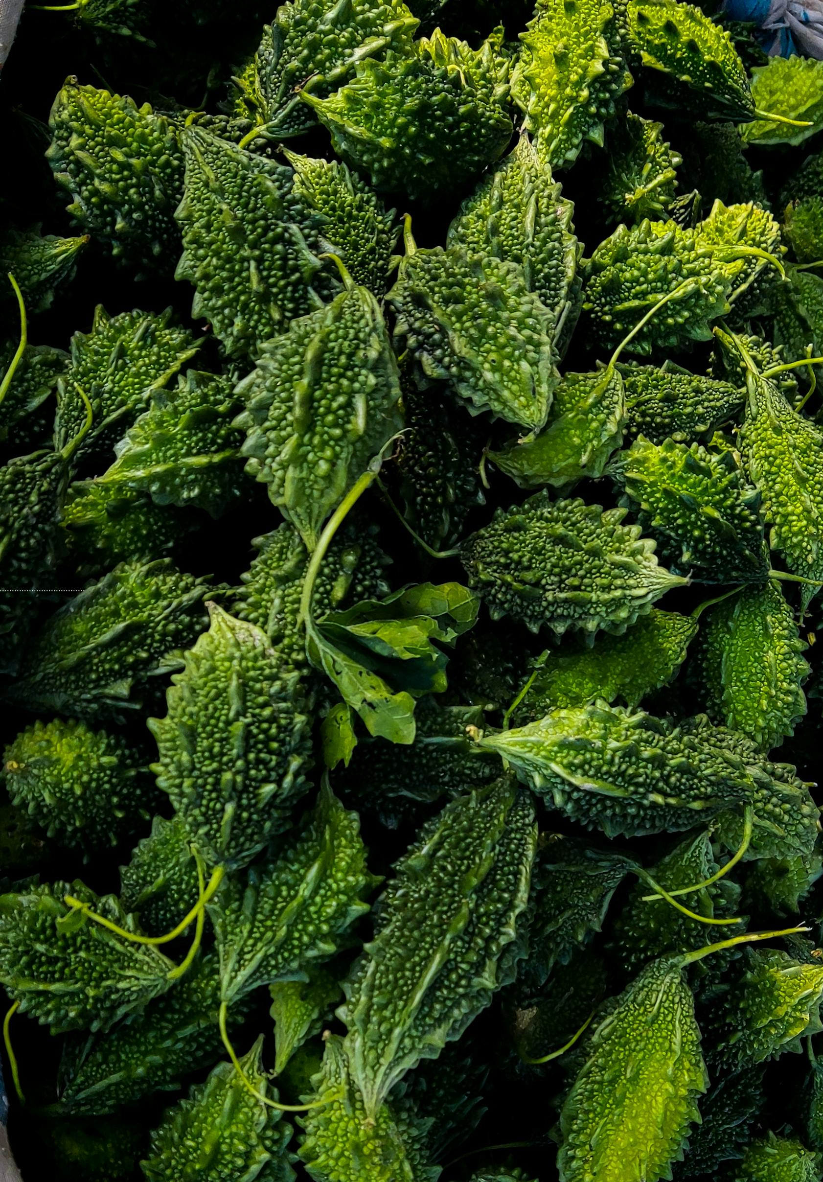 MITHI PAGAL SHORT BITTER GOURD | மிதி பாகல்