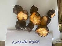 மேல்காச்சி கிழங்கு Melkachi Kilangu