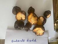 மேல்காச்சி கிழங்கு Melkachi Kilangu