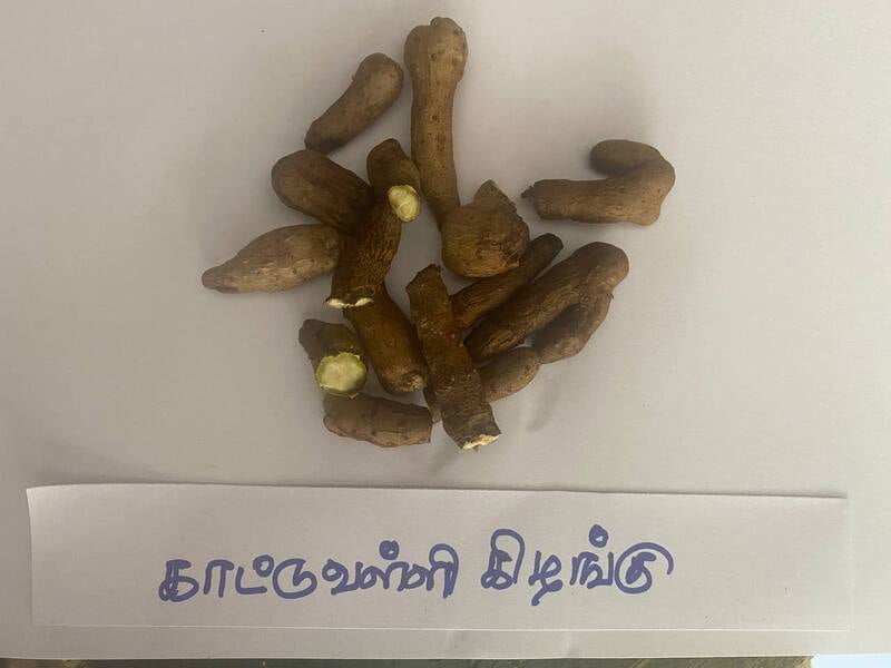 காட்டுவள்ளி-கிழங்கு-kattuvalli-kilangu