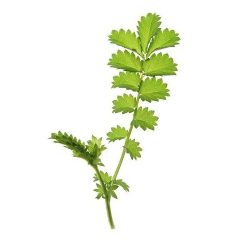 Pimprenelle Pimprenelle