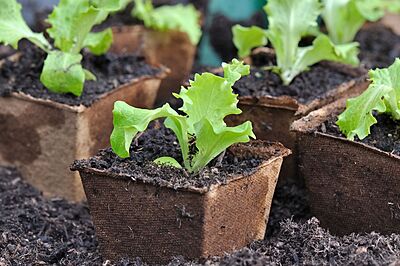 Lettuce – Crisp Green Seedling Tray