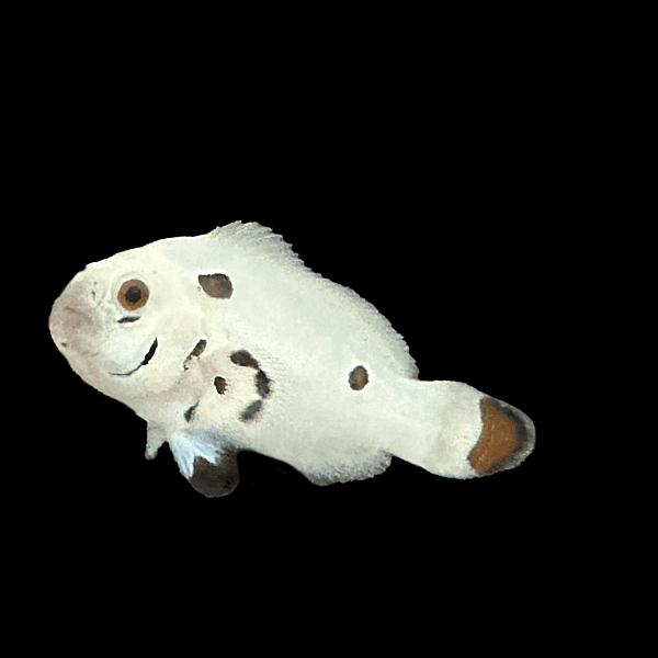 Platinum Storm Ocellaris Clownfish