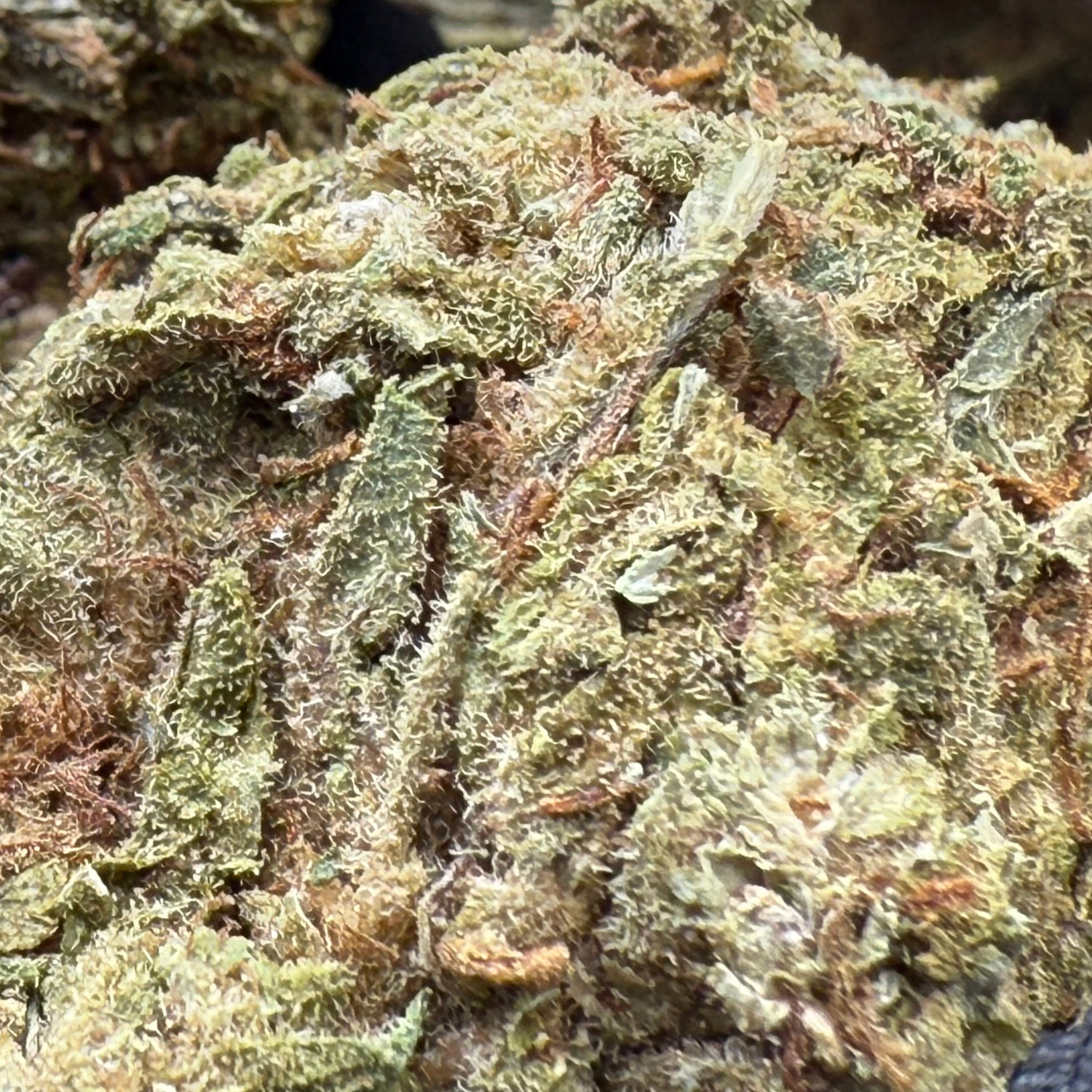Purple Diesel Greenhouse Exotic