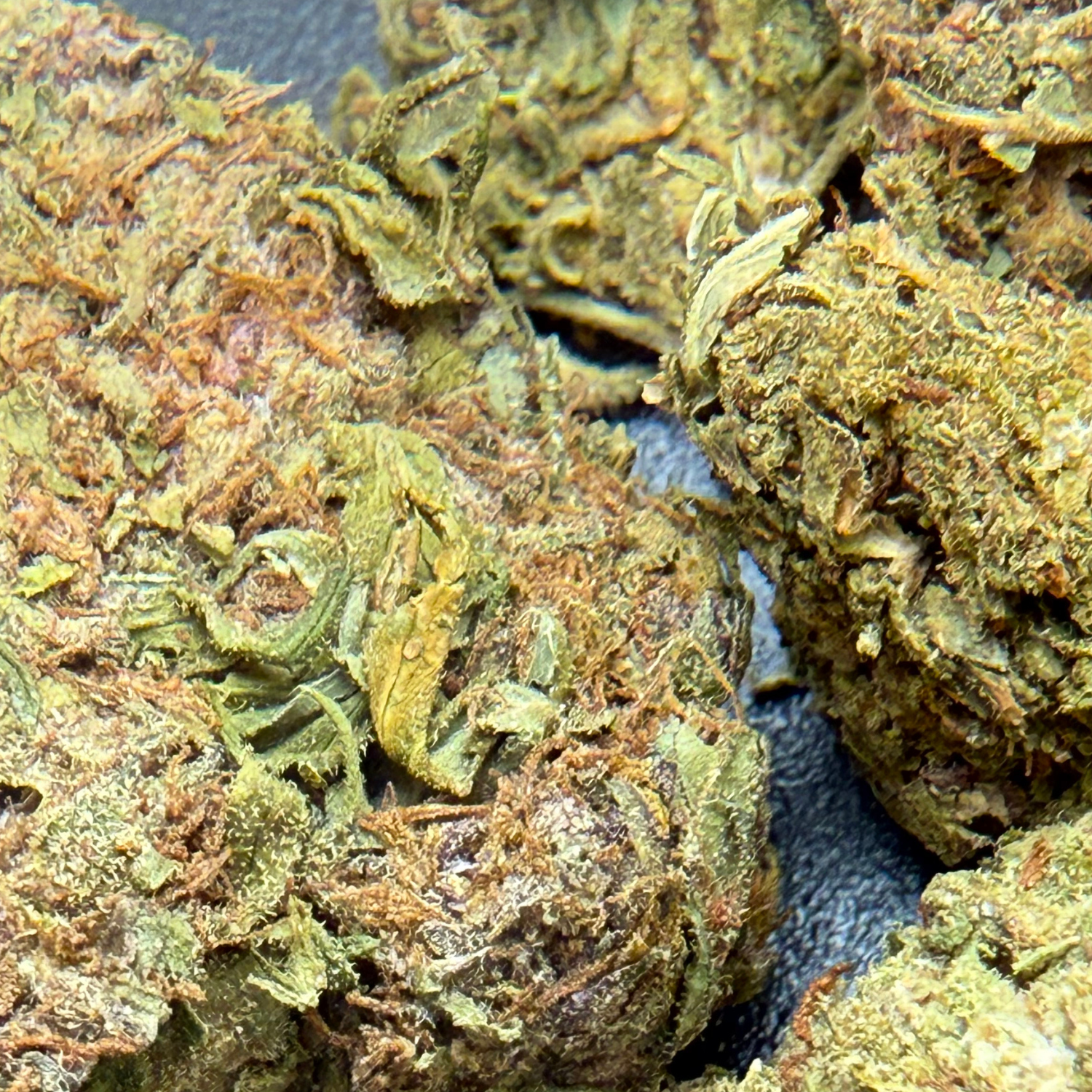 Purple Diesel Greenhouse Exotic