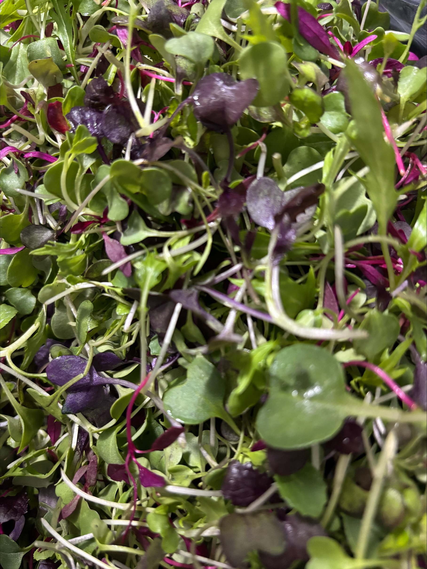 Micro Herbs Pkt