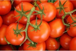 Mathanappali Tomotto  (மதனப்பள்ளி தக்காளி)