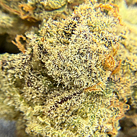 Pepe Silvia 2 Indoor Hidropónica