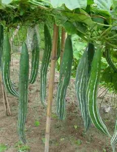 MEDIAM SNAKE GOURD (நடுத்தர புடலை)