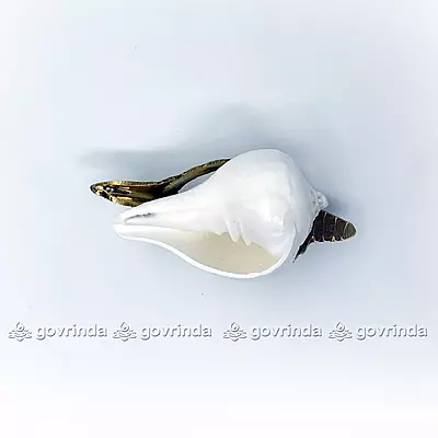 Puja Shankha or Jal Sankha / Pani Wala Shankh for Pooja, Aarti, Original White Conch Shells with Brass Sankha Stand (Pack of 1 Set)
