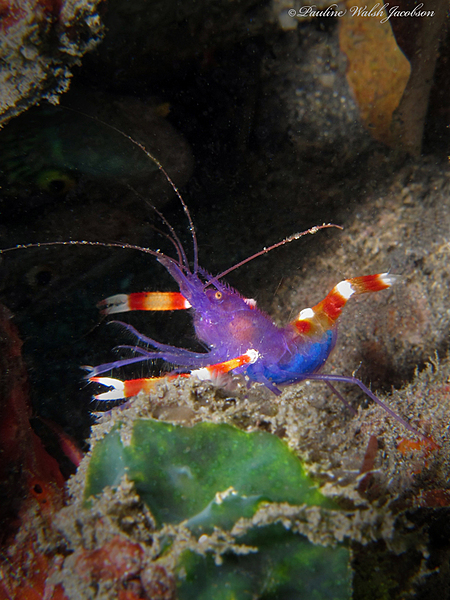 Purple Banded Shrimp