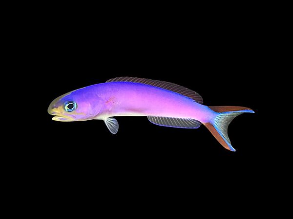 Purple Tilefish L