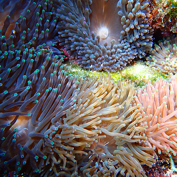 Anemone - Rainbow Bubble Tip medium
