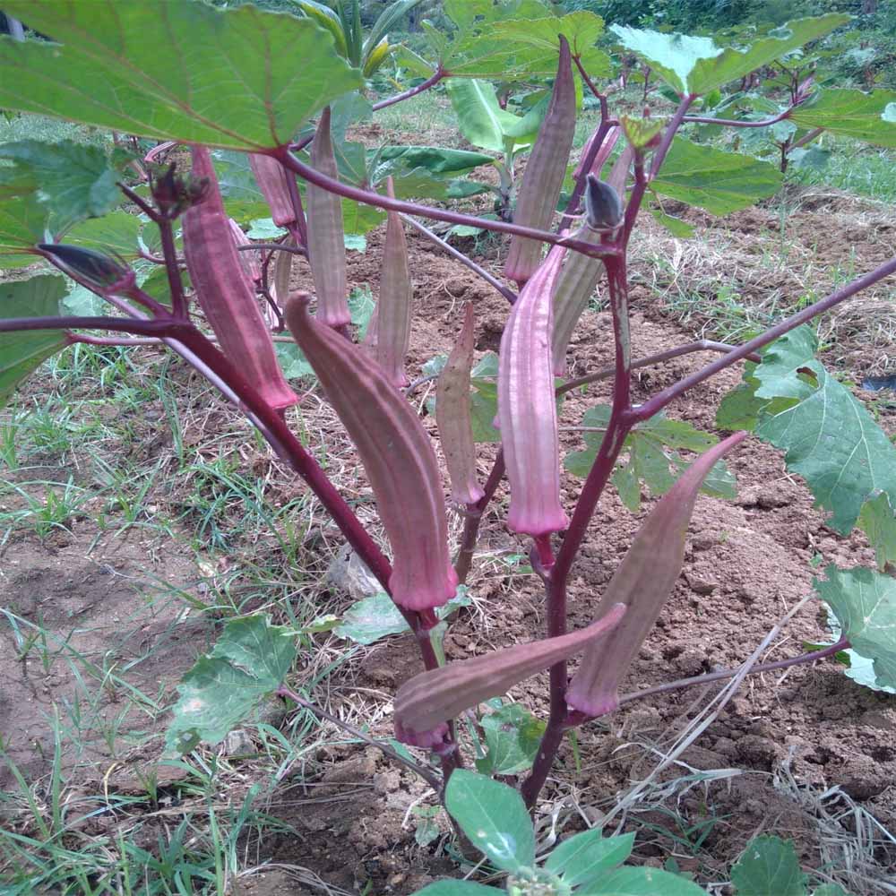 RED LADIES FINGER (சிகப்பு வெண்டை)