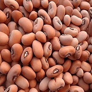 Red Lobia