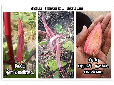 Red Ladies Finger -Short  | சிகப்பு பருமன் வெண்டை