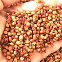 RED SOLAM 1KG (சிகப்பு சோளம்  | 1 Kg)