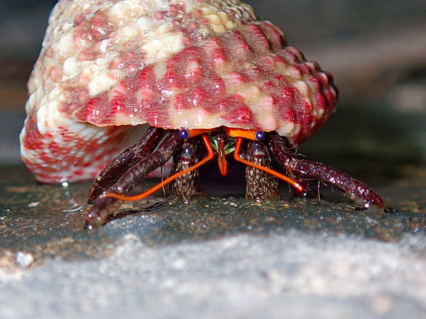 Red Dwarf Reef Hermit Crab S (Clibanarius rutilus)