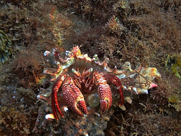 Red Giant Hermit Crab L