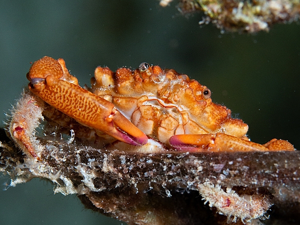 Red Mithrax Crab