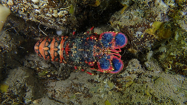 Red Slipper Lobster S