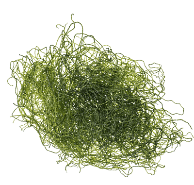 Refugium Chaeto Algae — Cup