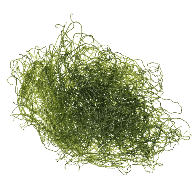 Refugium Chaeto Algae — Cup