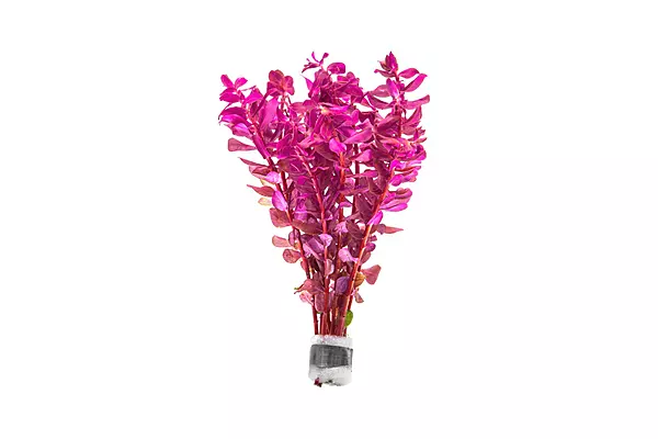 Rotala "Mini Red" - Bunch