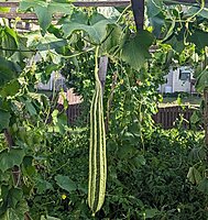 PEERKANKAI - RIDGE GOURD (பீர்க்கங்காய்)