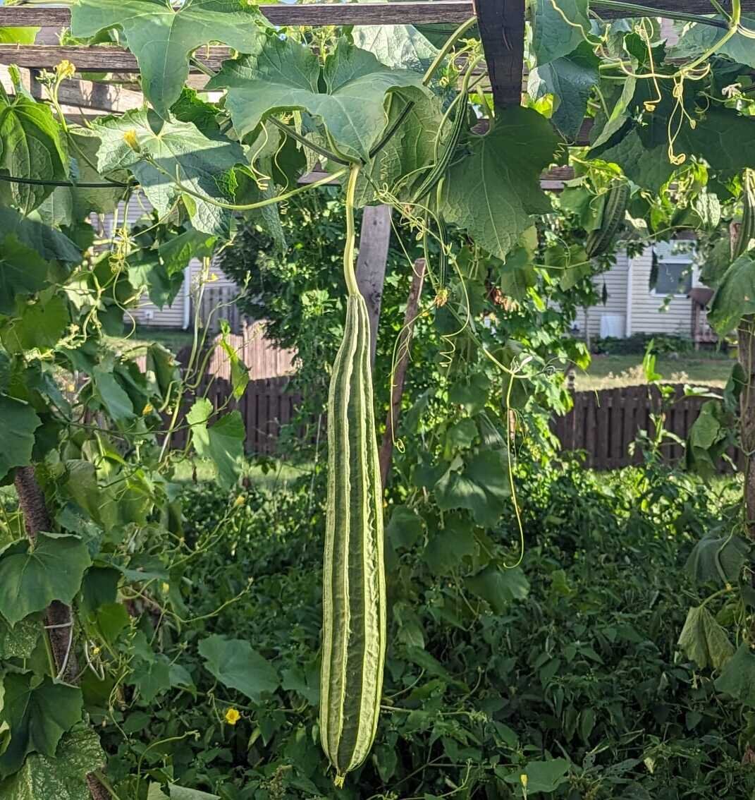 PEERKANKAI - RIDGE GOURD (பீர்க்கங்காய்)