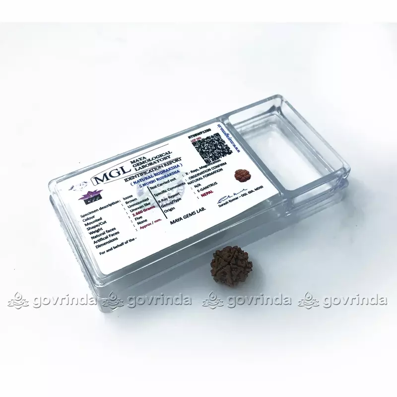 5 Mukhi Rudraksha