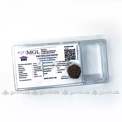 5 Mukhi Rudraksha