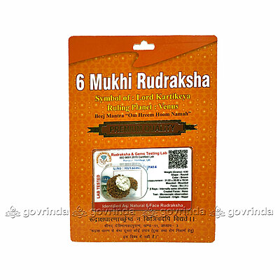 6 Mukhi Rudraksha