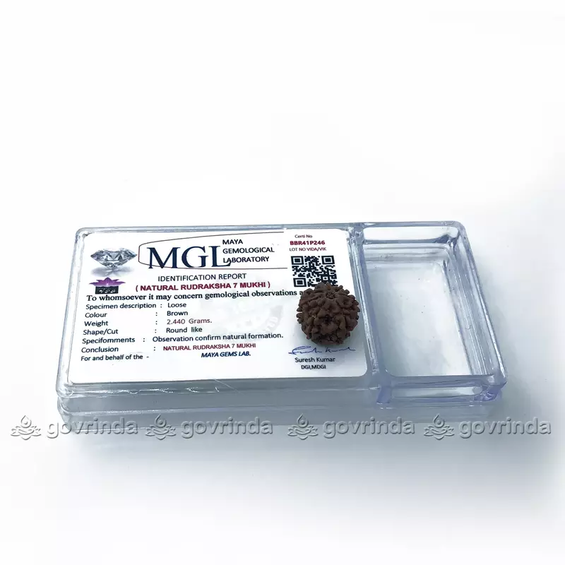 7 Mukhi Rudraksha