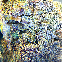 Runtz OG Indoor Importada Premium