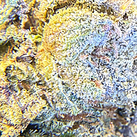 Runtz OG Indoor Importada Premium