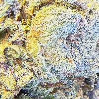 Runtz OG Indoor Importada Premium