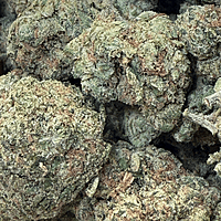 Runtz OG Indoor Importada Premium