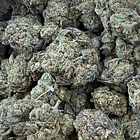 Runtz OG Indoor Importada Premium