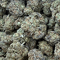 Runtz OG Indoor Importada Premium