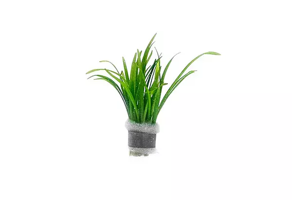 Dwarf Sagittaria - Bunch