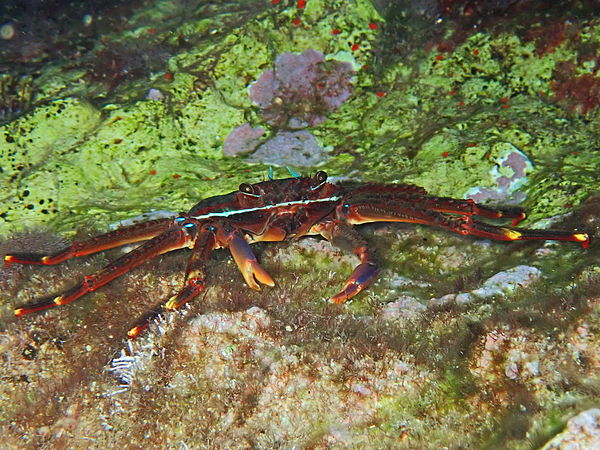Sally Lightfoot Crab