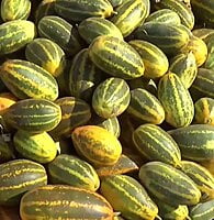 சாம்பார் வெள்ளரி | Sambar Vellari