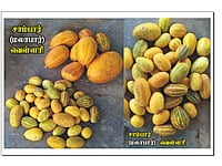 சாம்பார் வெள்ளரி | Sambar Vellari