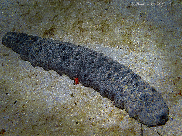 Sand Sifting Cucumber