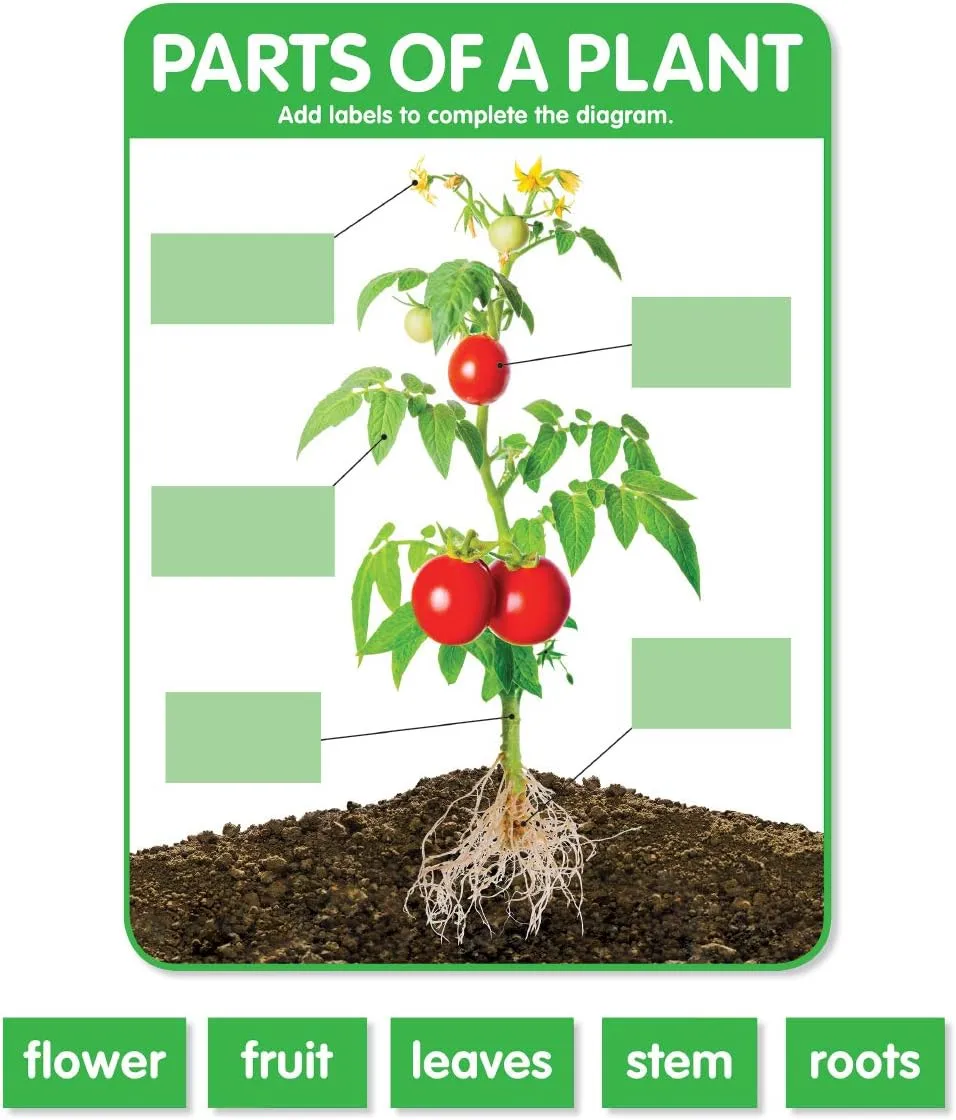 Scholastic Teachers Friend Early Science Concepts Bulletin Board Set, Preschool - Grade 2