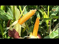 MAIZE YELLOW NATIVE CORN - MAKKASOLAM | மக்காசோளம்- மஞ்சள்