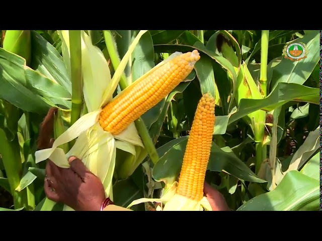 MAIZE YELLOW NATIVE CORN - MAKKASOLAM | மக்காசோளம்- மஞ்சள்