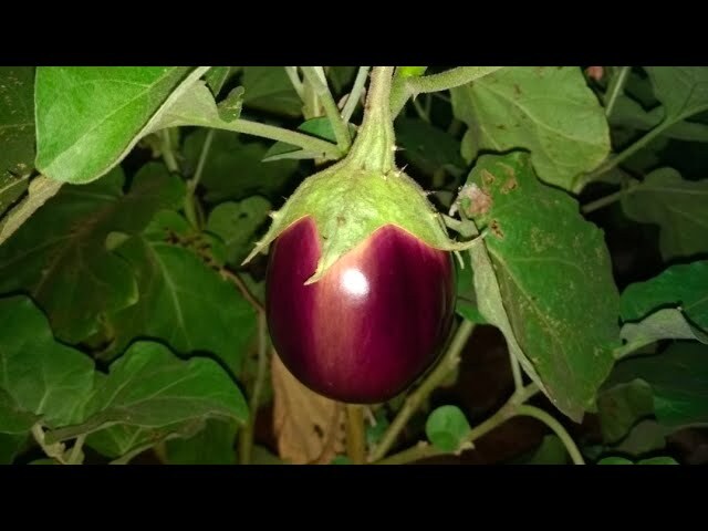 Blue  Thorn Brinjal ( ஊதா முள் கத்தரி )