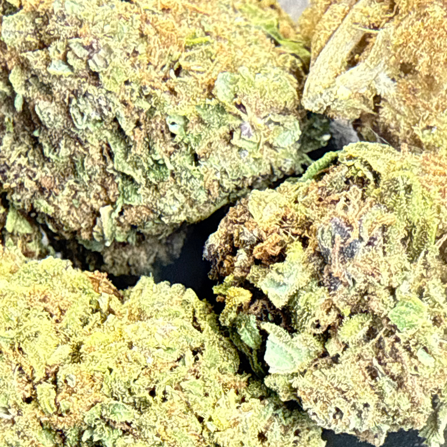 Sour Diesel Greenhouse Exotic